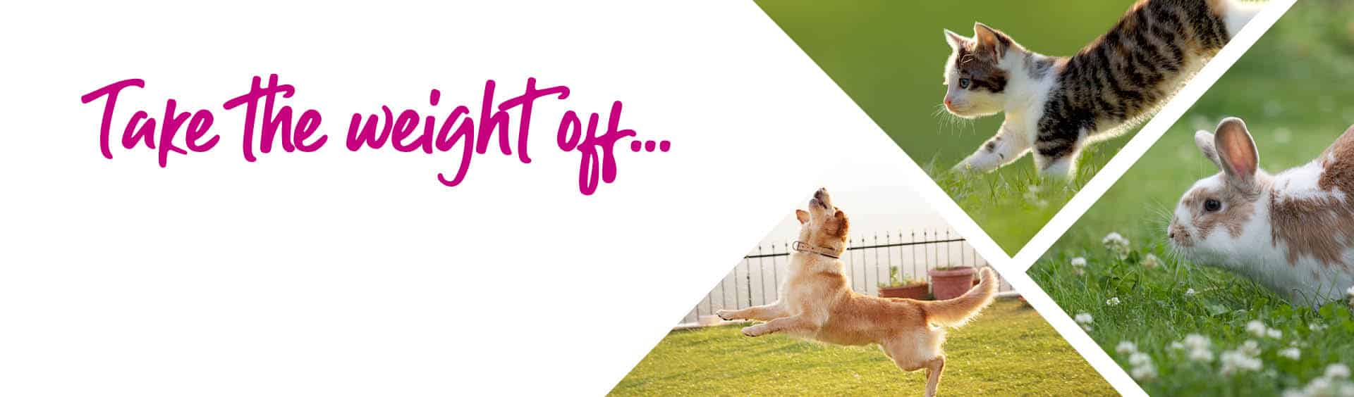 How to Help Dogs Lose Weight | Weight Management | Sandhole Vets